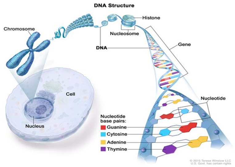 Chromosome to DNA CGI animation